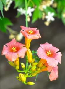 Campsis flower